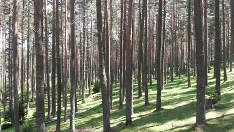 Pine forest Stock Footage 140651395