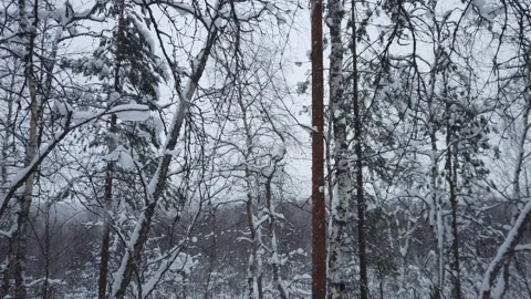 Pine forest Stock Footage 143418478