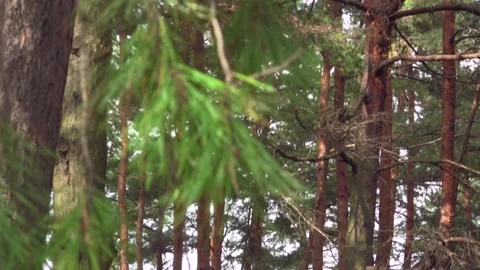 Pine Forest Stock Footage 154349271