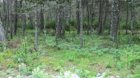 Pine Forest Stock Footage 161506493