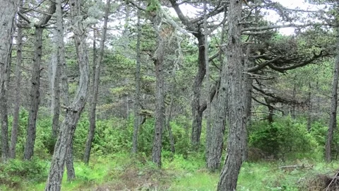 Pine Forest Stock Footage 161506510