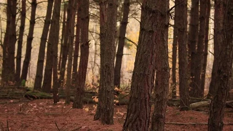 Pine forest Stock Footage 166892789