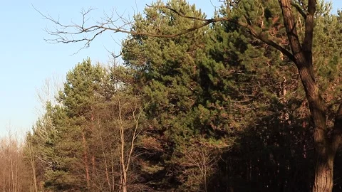 Pine forest Stock Footage 166933344