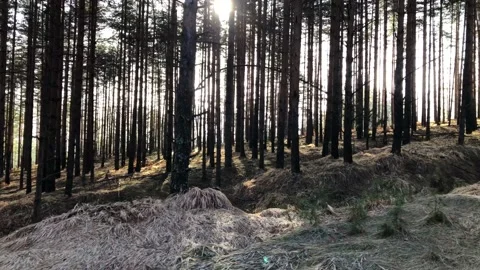 Pine Forest Stock Footage 168905282
