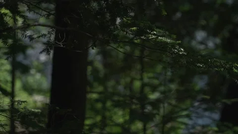 Pine forest Stockbeeldmateriaal 171341810