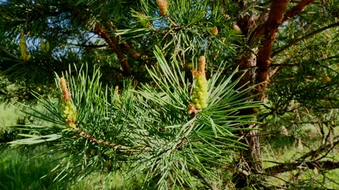 In a pine forest. Stock Footage 195456335