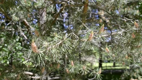Pine in forest Stock Footage 199561367