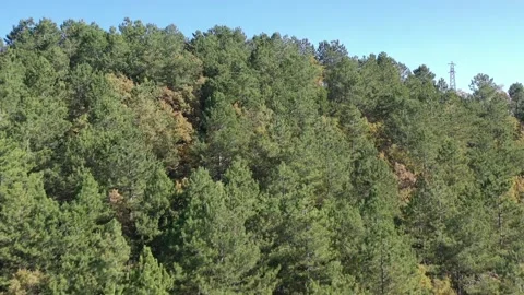 Pine forest Stock Footage 219611577