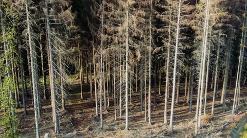 Pine forest Stock Footage 220332975