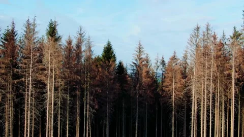 Pine forest Stock Footage 220333245