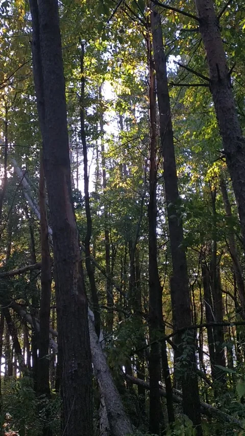 Pine forest Video stock 226403989