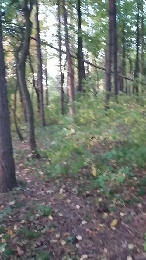 Pine forest Video stock 226404248