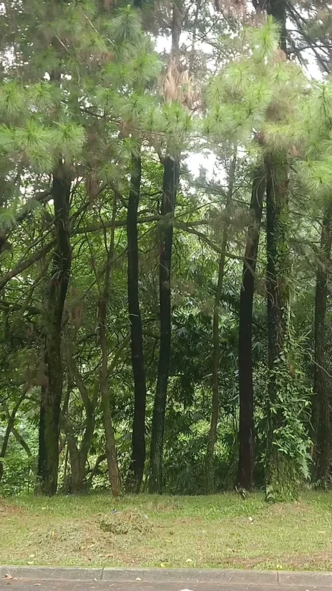 Pine Forest 스톡 동영상 234361647