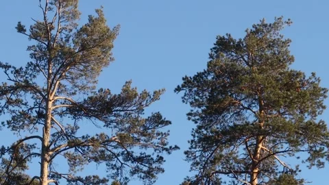 Pine forest. Видео 238735888