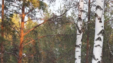 Pine forest. 스톡 동영상 238746864