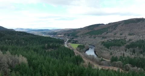 Pine Forest Stock Footage 240192776