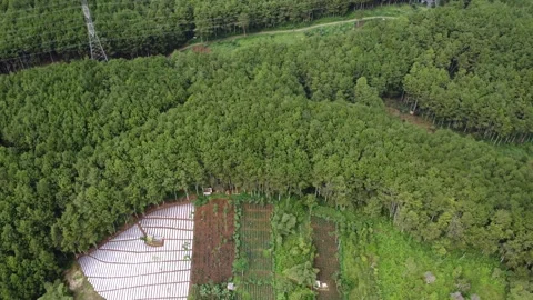 Pine Forest Video stock 241971710