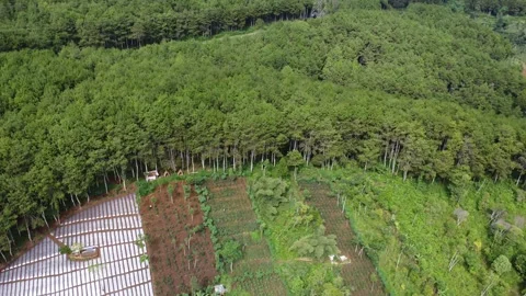 Pine Forest Video stock 241971721