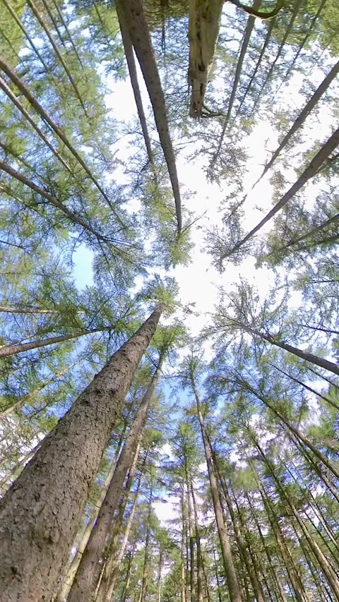 Pine Forest Stock Footage 243563568