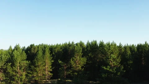 Pine forest 스톡 동영상 246171529