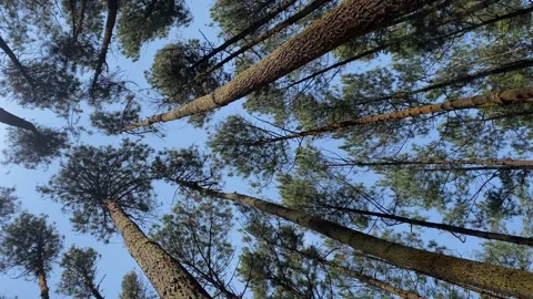 Pine forest Video stock 263958413