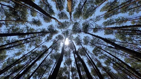 Pine forest Video stock 263958443