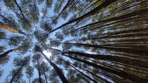 Pine forest Video stock 263958534