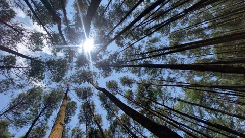 Pine forest Video stock 263958558