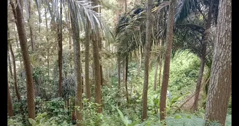 Pine forest Stock Footage 286090133