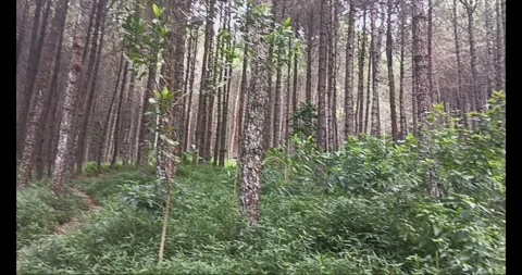 Pine forest Stock Footage 287962499
