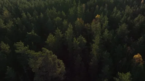 Pine forest Stock Footage 288729168
