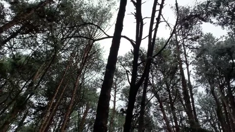 Pine forest Stock Footage 301271735