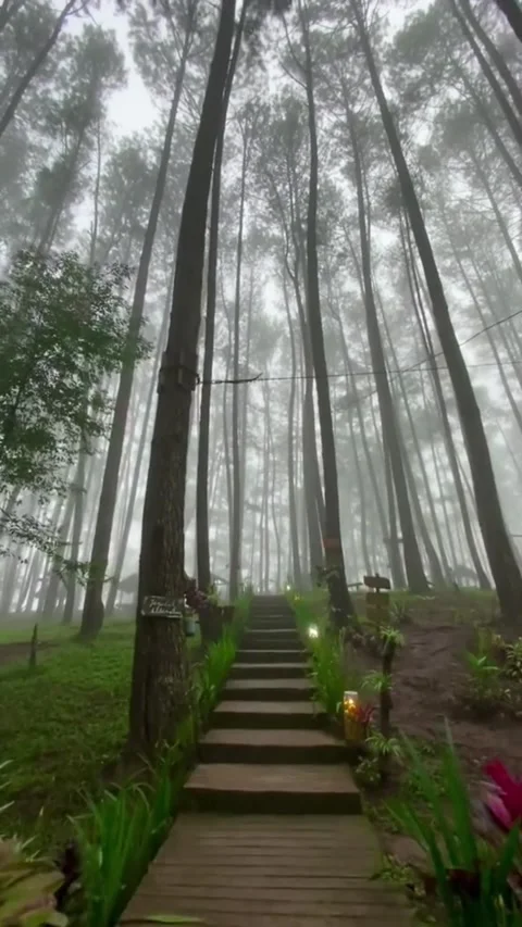 Pine forest Stock Footage 313774921