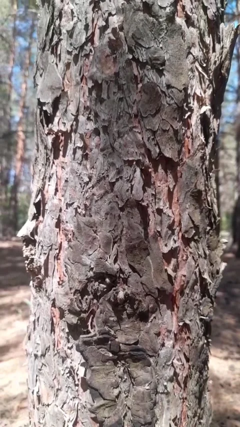 Pine forest Stock Footage 313927645