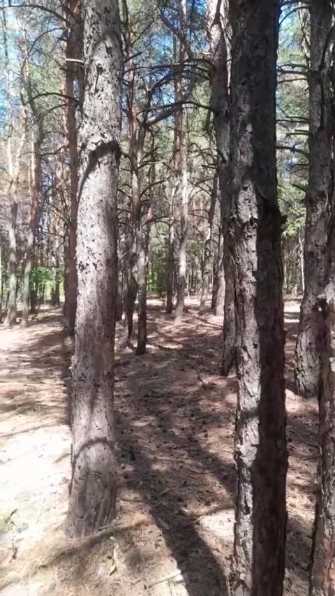 Pine forest Stock-Footage 313927649