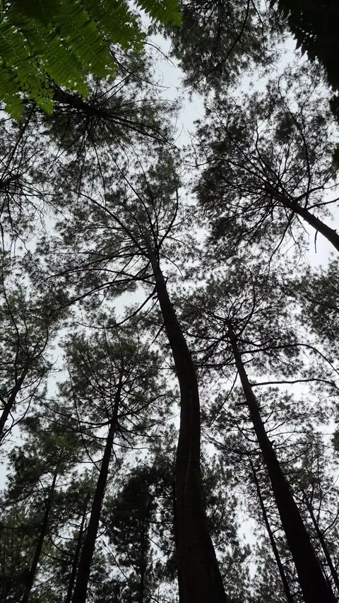 Pine forest 스톡 동영상 329594823