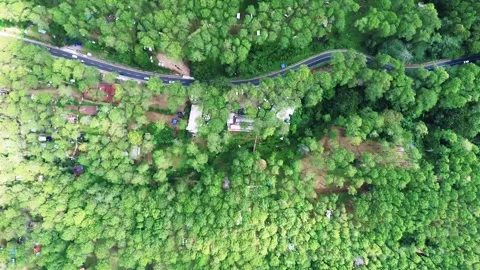 Pine Forest Footage From Above Stock Footage 303816546
