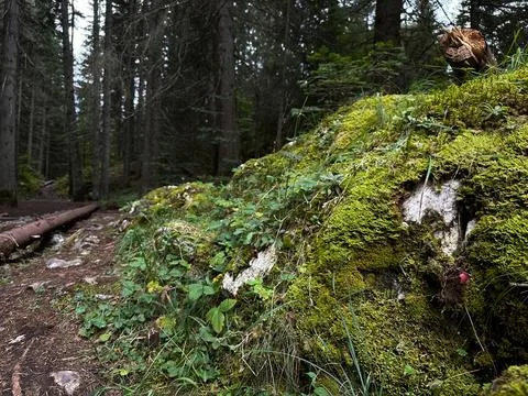 Pine Forest: In the foreground you can see a hill covered with moss Foto stock
