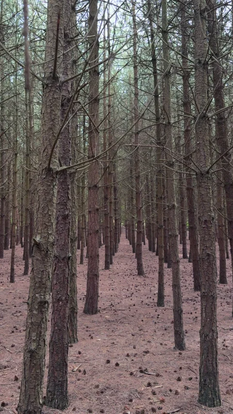 Pine Forest at Formby Woods in Formby Merseyside UK Stock-Footage 336134308