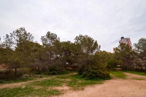 Pine Forest Glade with Distant City Tower Stock Photos