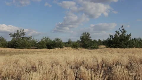 Pine forest glade with prairie grass under a blue cloudy sky 스톡 동영상 136757366