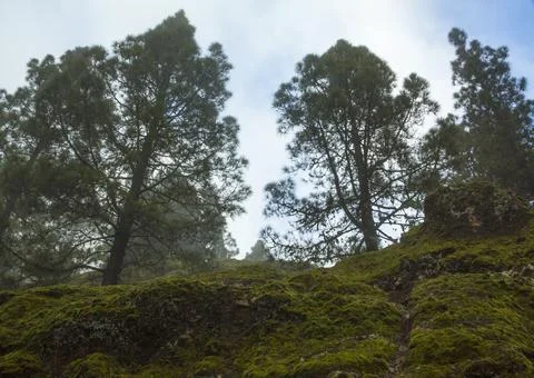 Pine forest of Gran Canaria Stock Photos