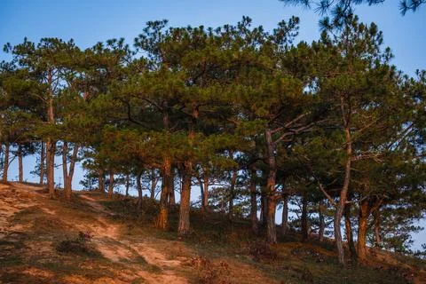 Pine Forest on a Grassy Hillside Photos