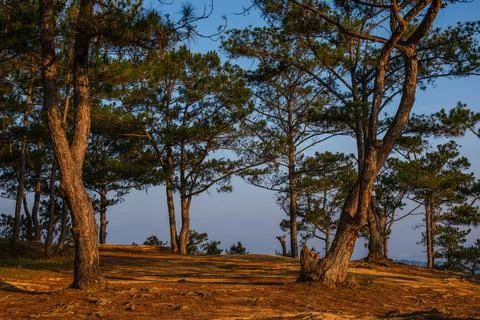 Pine Forest on a Grassy Hillside Stock-Fotos