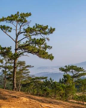 Pine Forest on a Grassy Hillside Foto stock