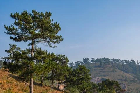 Pine Forest on a Grassy Hillside Stock Photos