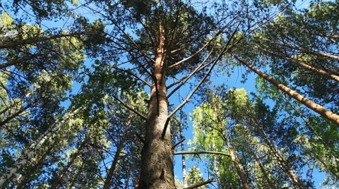 Pine Forest. Green forest with sunlight. Stock Footage 39828433