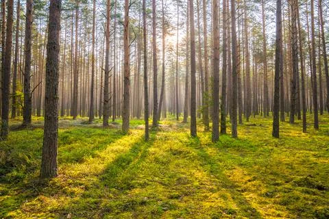 Pine forest with green moss Stock Photos