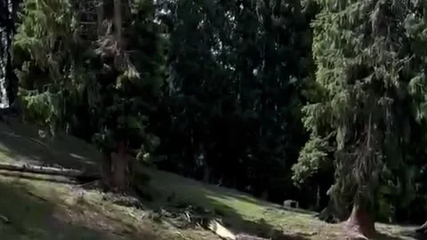 Pine Forest on Green Mountain Slope With Fallen Logs - Slow Pan Shot Stock Footage 344538902