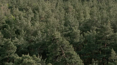 Pine forest. Green pine forest. View from above. Video stock 131129657